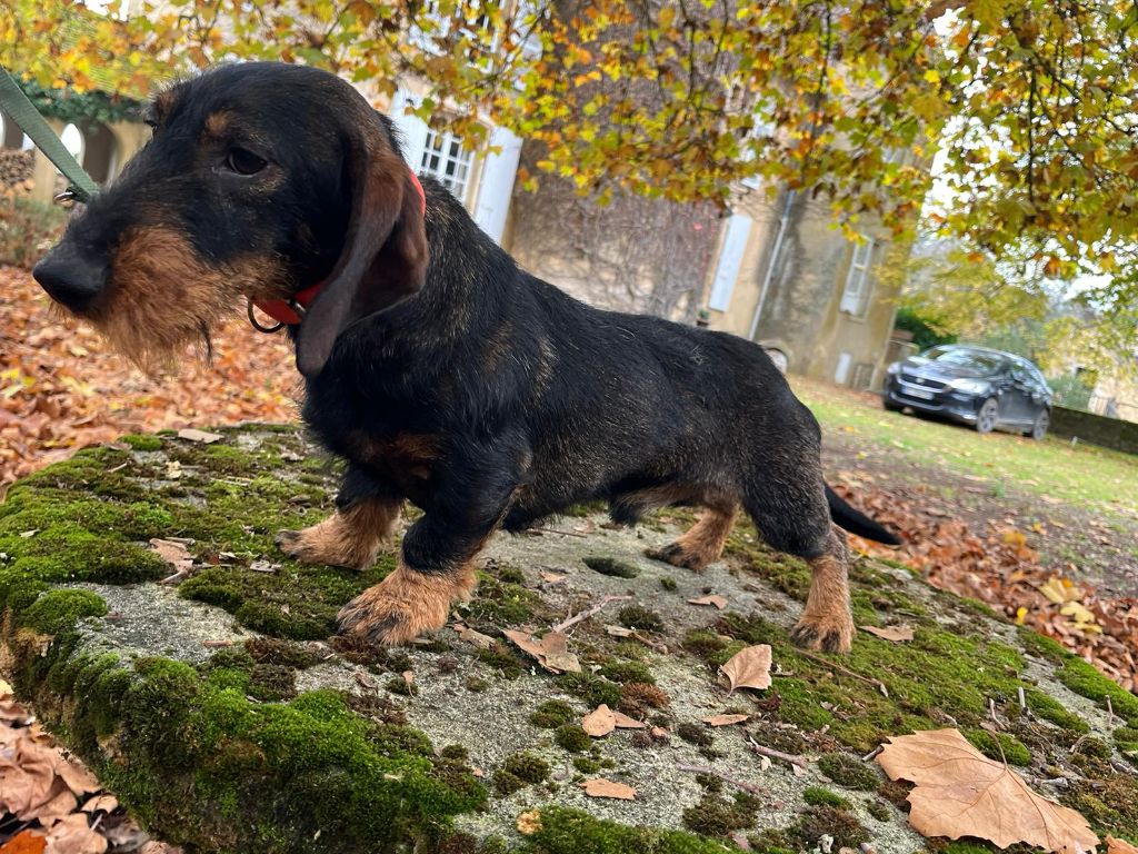 Ulysse des Petites Pattes du Causse