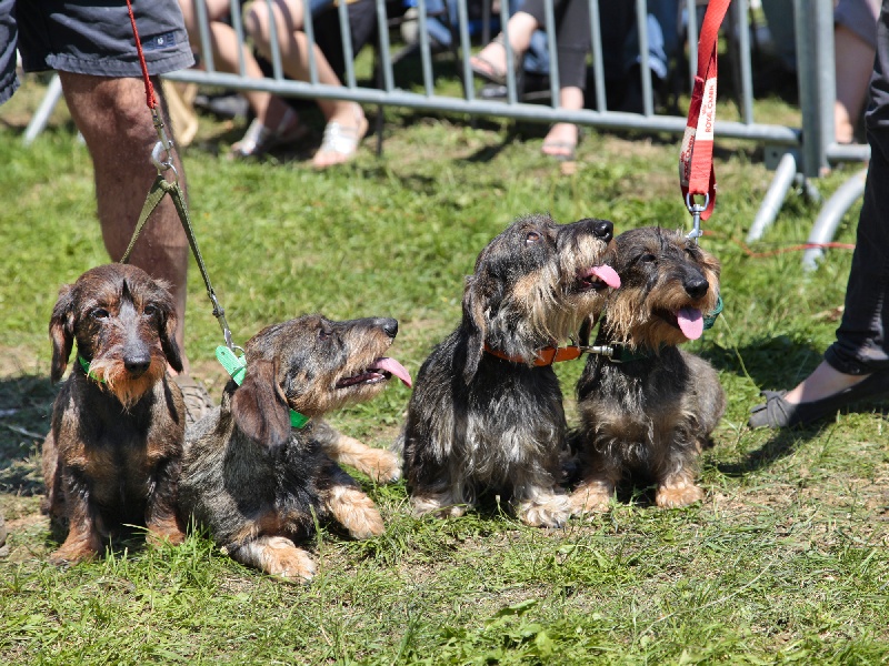 salon de la chasse saint honoré les bains 2011