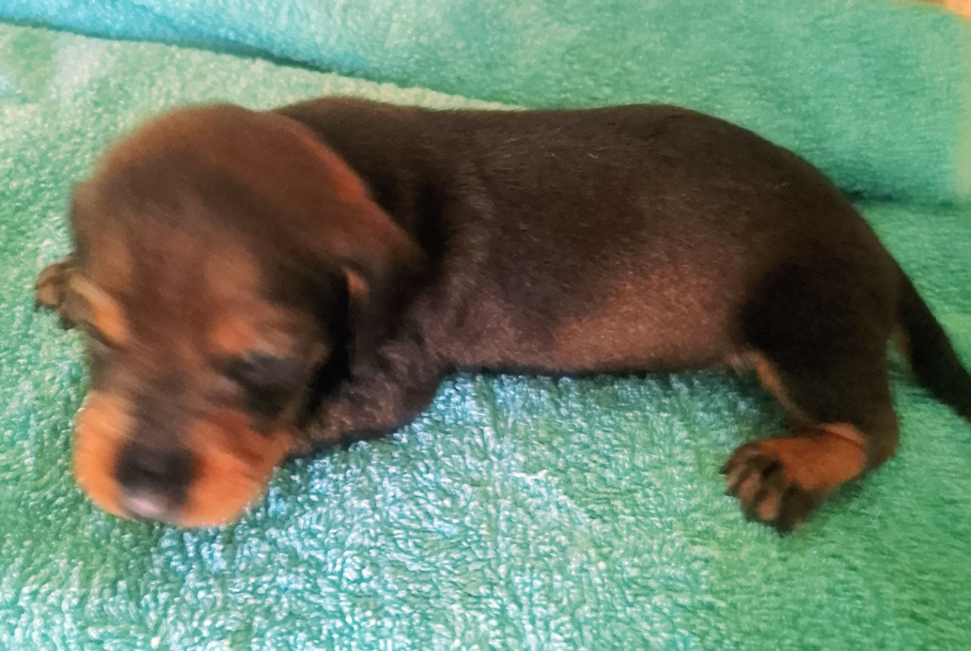 des Petites Pattes du Causse - Chiots disponibles - Teckel poil dur