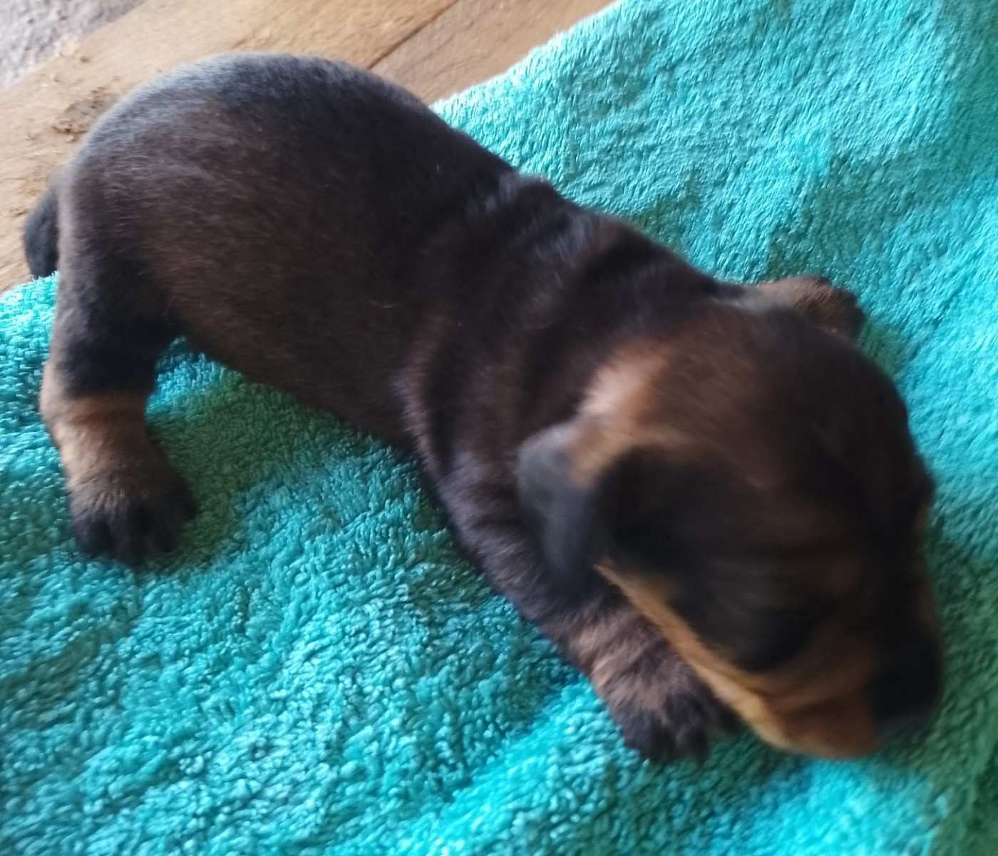 des Petites Pattes du Causse - Chiots disponibles - Teckel poil dur