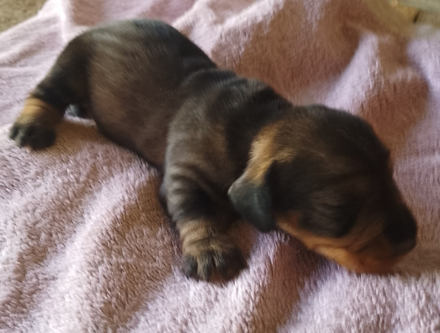 des Petites Pattes du Causse - Chiots disponibles - Teckel poil dur
