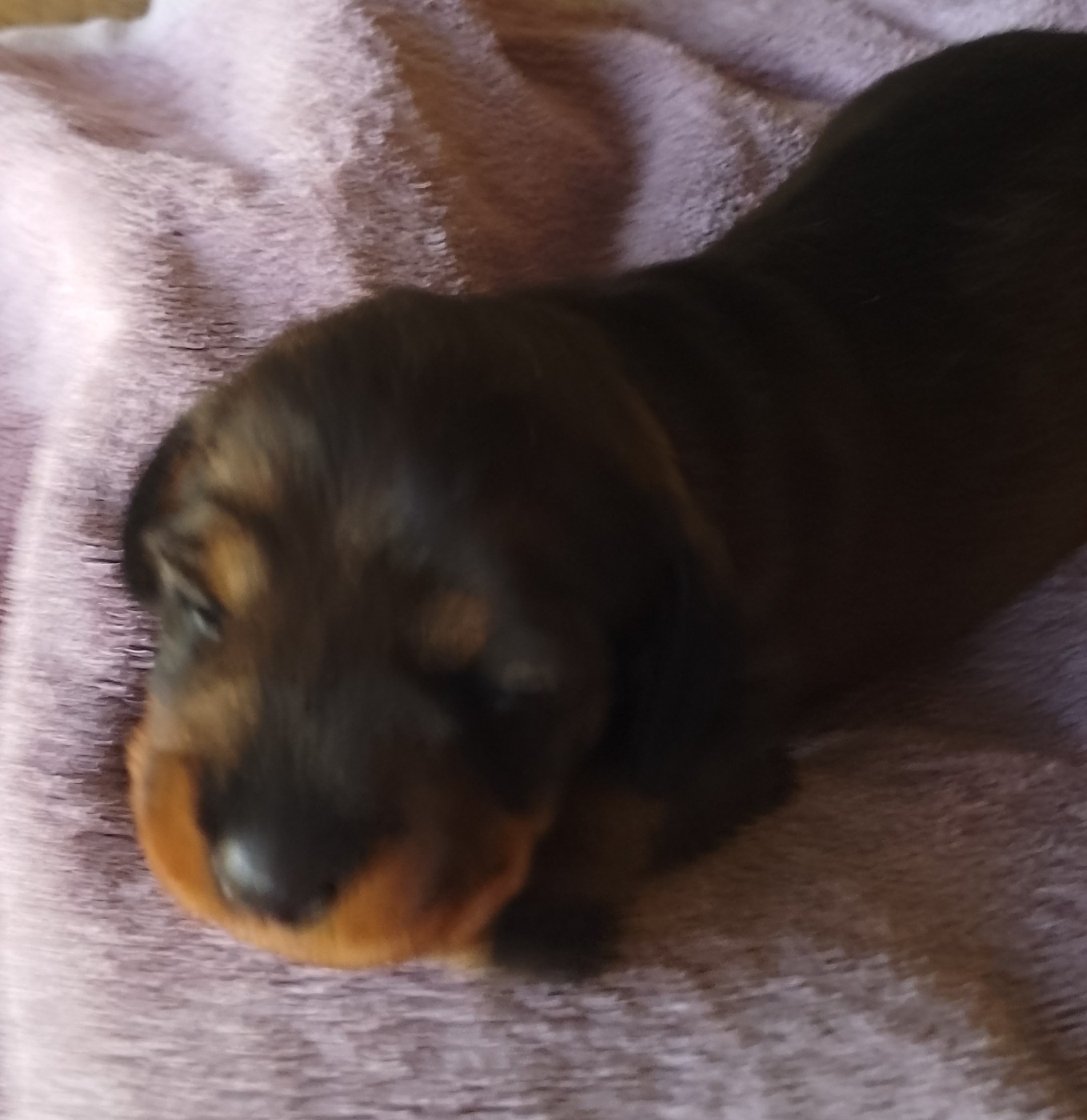 des Petites Pattes du Causse - Chiots disponibles - Teckel poil dur