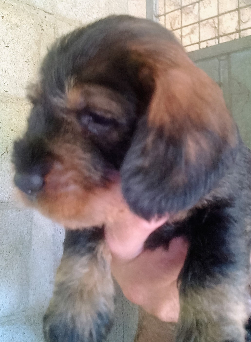 des Petites Pattes du Causse - Chiots disponibles - Teckel poil dur