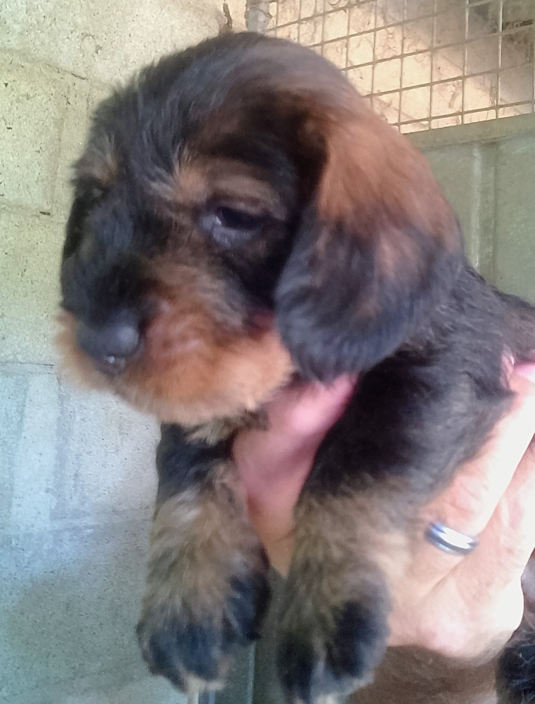 des Petites Pattes du Causse - Chiots disponibles - Teckel poil dur