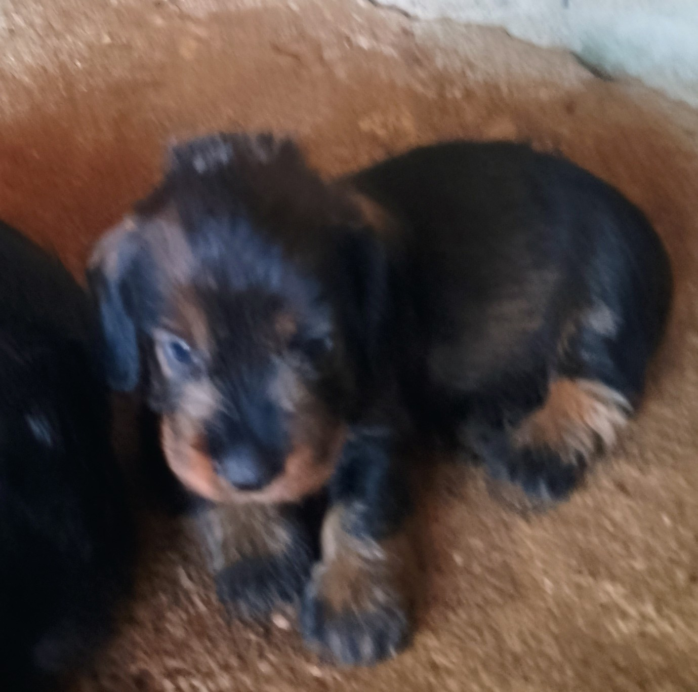 des Petites Pattes du Causse - Chiots disponibles - Teckel poil dur