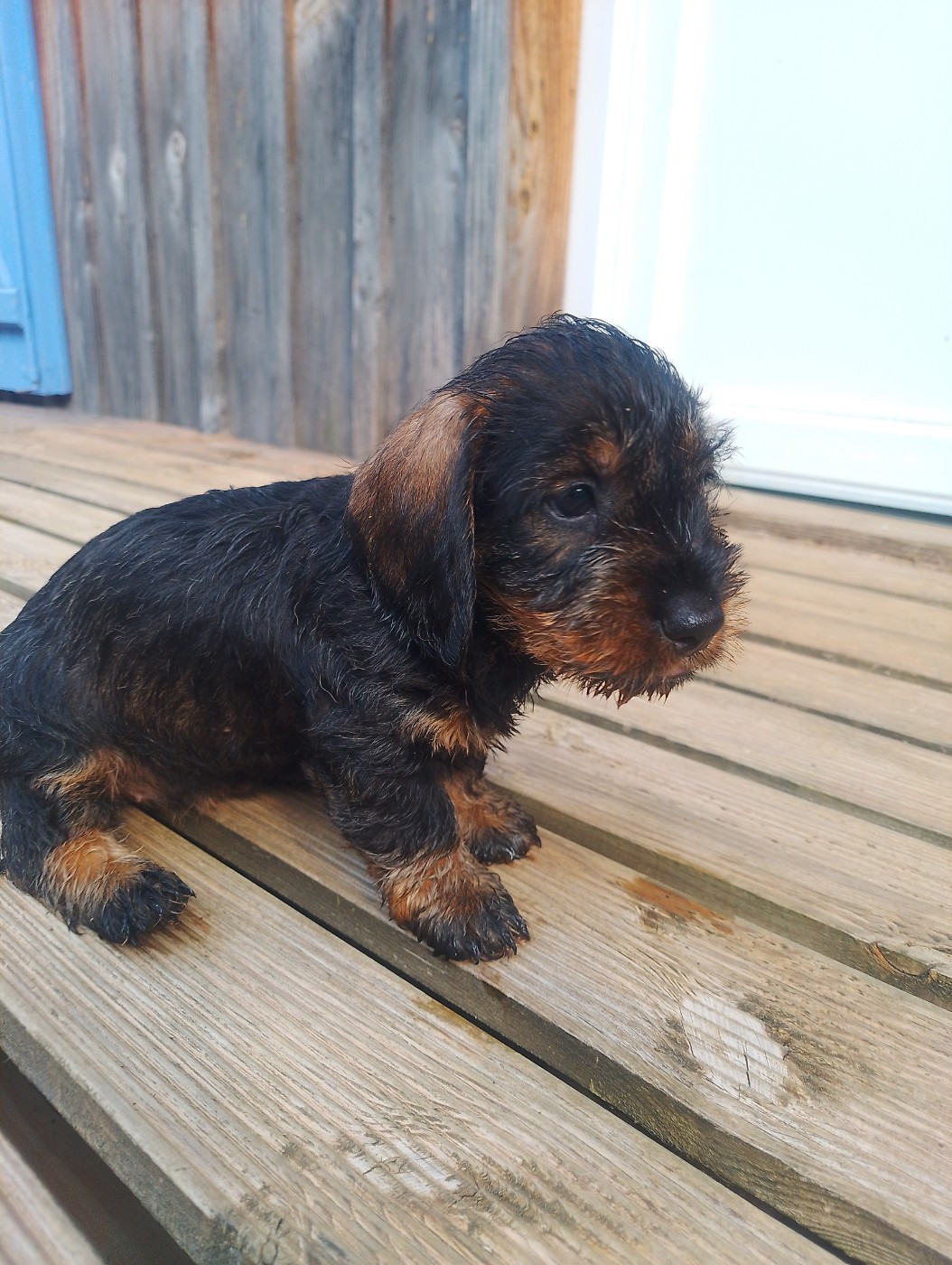 des Petites Pattes du Causse - Chiots disponibles - Teckel poil dur