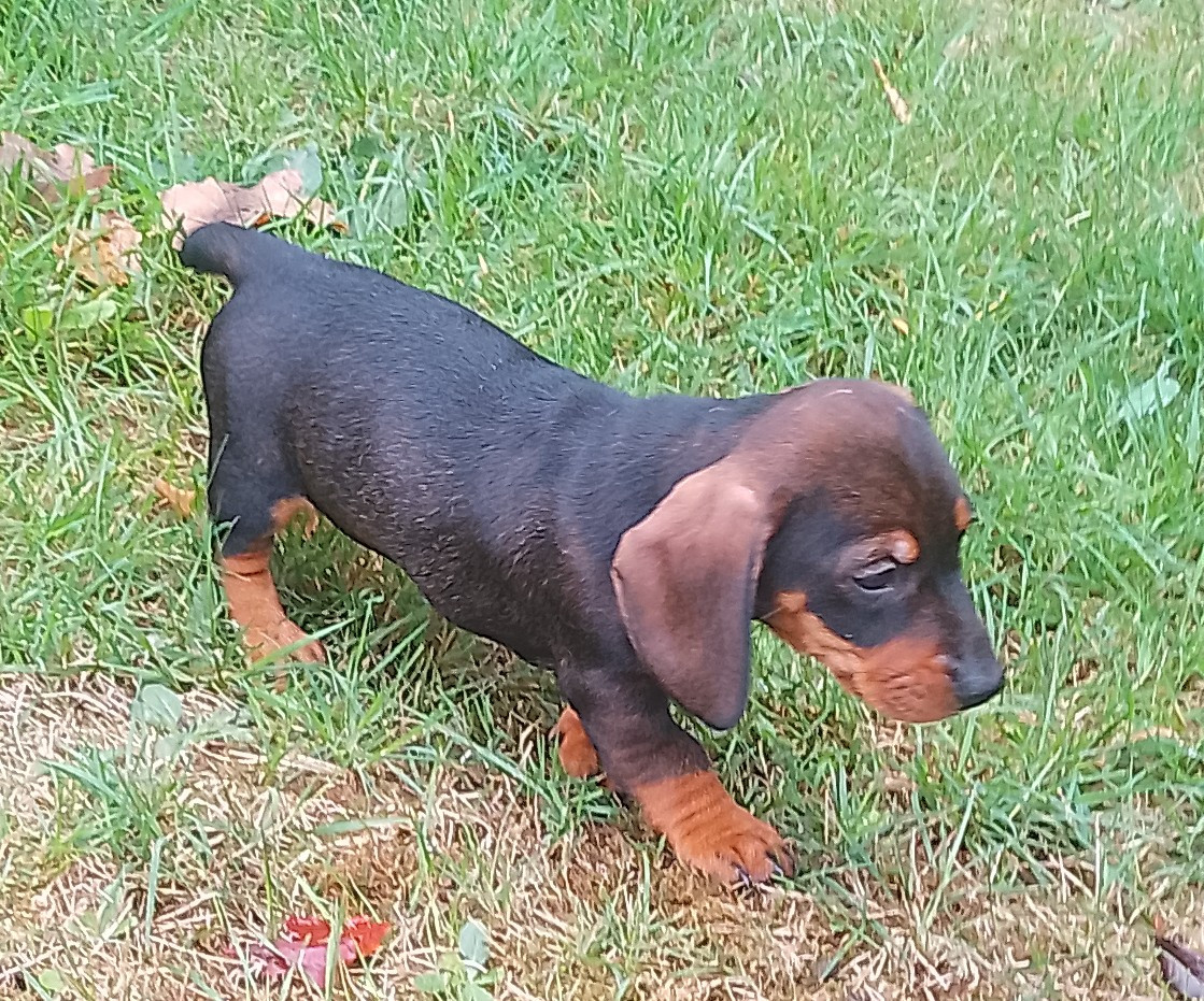 des Petites Pattes du Causse - Chiots disponibles - Teckel poil dur