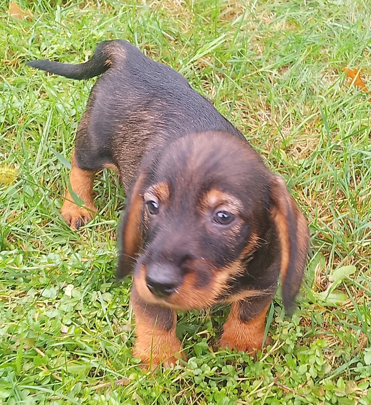 des Petites Pattes du Causse - Chiots disponibles - Teckel poil dur
