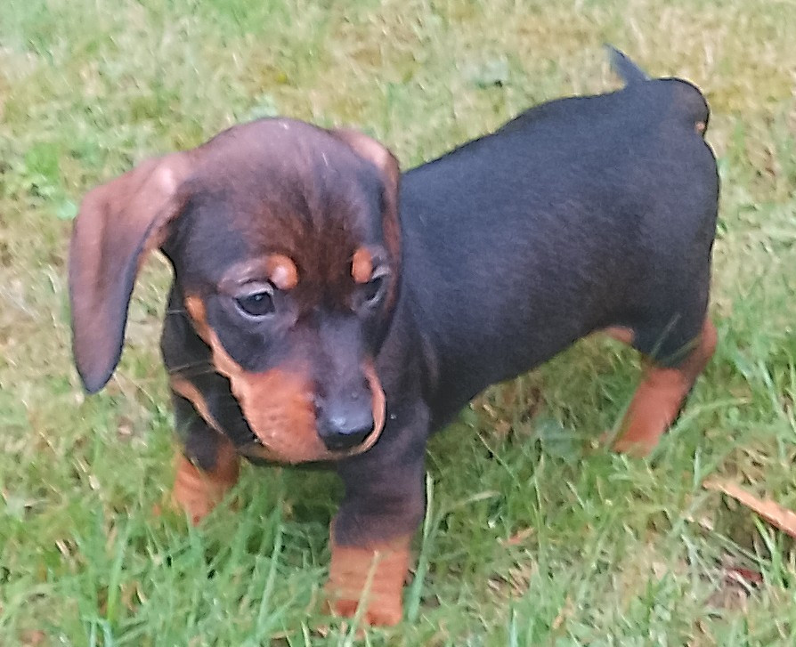 des Petites Pattes du Causse - Chiots disponibles - Teckel poil dur