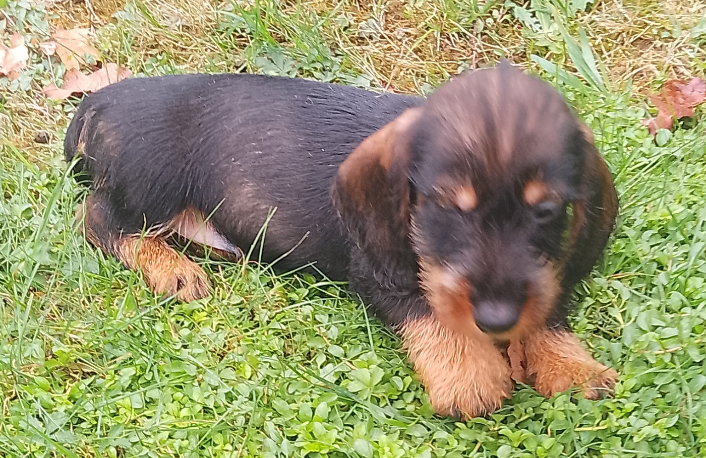 des Petites Pattes du Causse - Chiots disponibles - Teckel poil dur