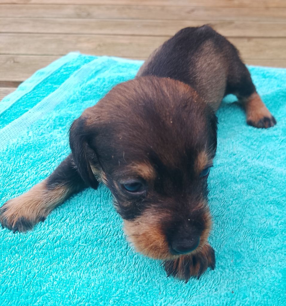 des Petites Pattes du Causse - Chiots disponibles - Teckel poil dur