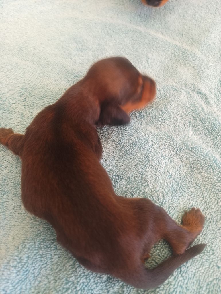des Petites Pattes du Causse - Chiots disponibles - Teckel poil long