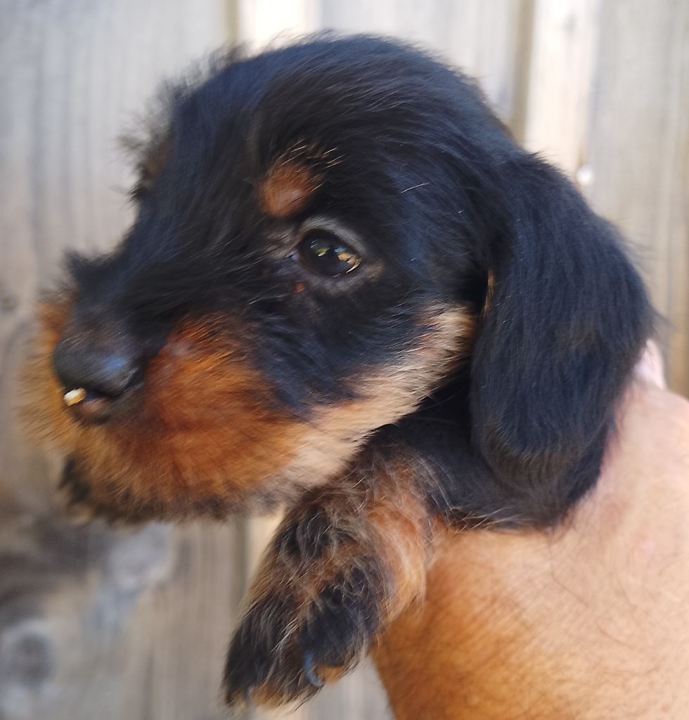 des Petites Pattes du Causse - Chiots disponibles - Teckel poil dur