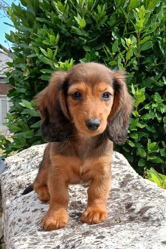 des Petites Pattes du Causse - Chiots disponibles - Teckel poil long