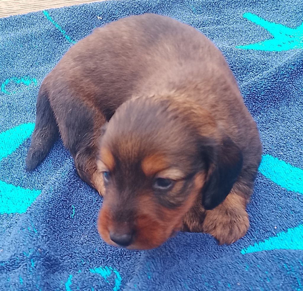 des Petites Pattes du Causse - Chiots disponibles - Teckel poil long