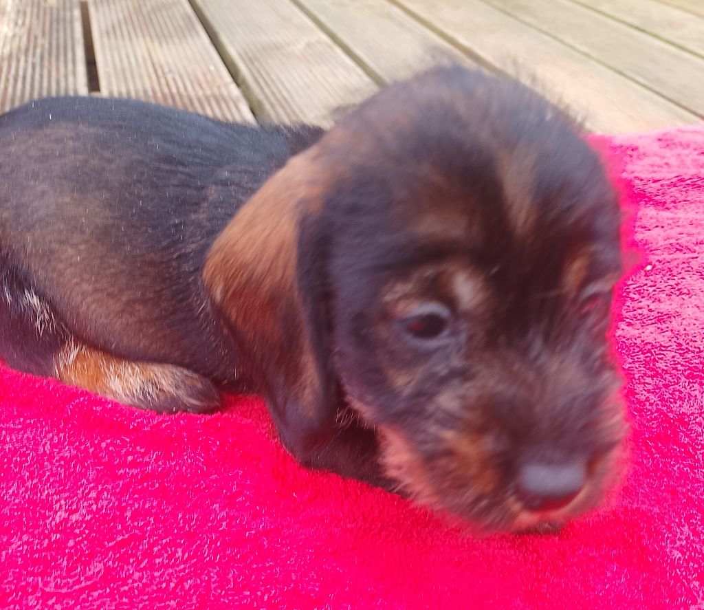 des Petites Pattes du Causse - Chiots disponibles - Teckel poil dur