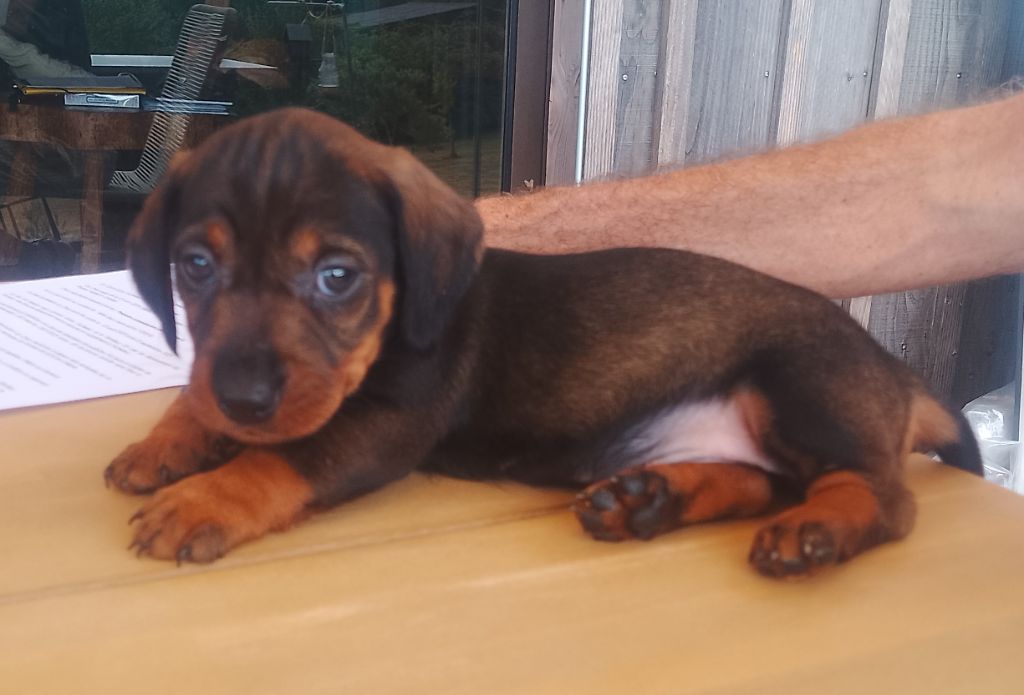 des Petites Pattes du Causse - Chiots disponibles - Teckel poil dur