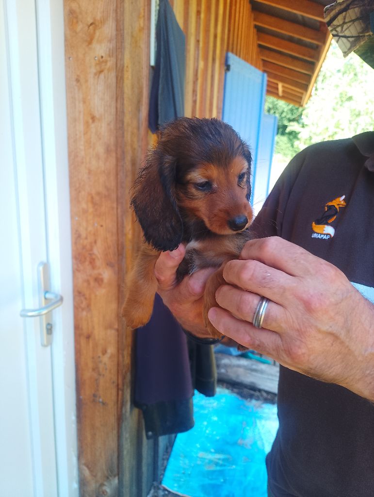 des Petites Pattes du Causse - Chiots disponibles - Teckel poil long