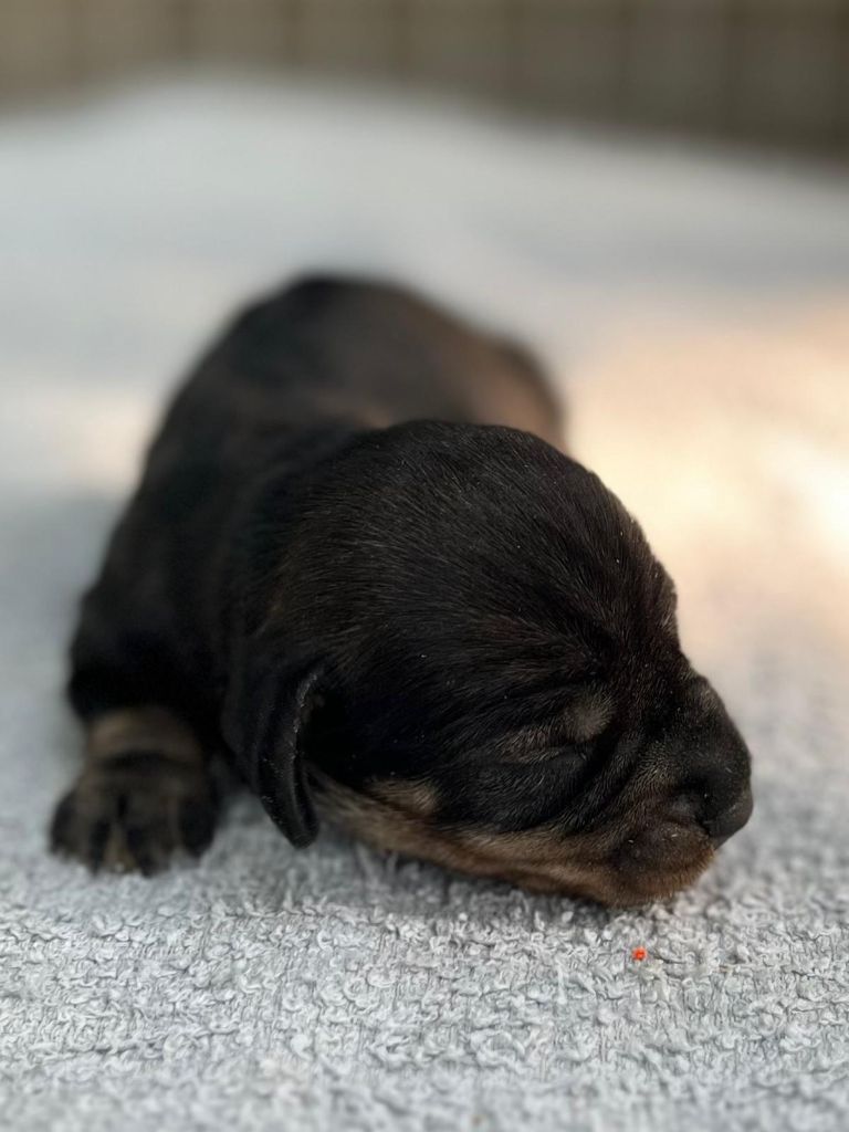 des Petites Pattes du Causse - Chiots disponibles - Teckel poil dur