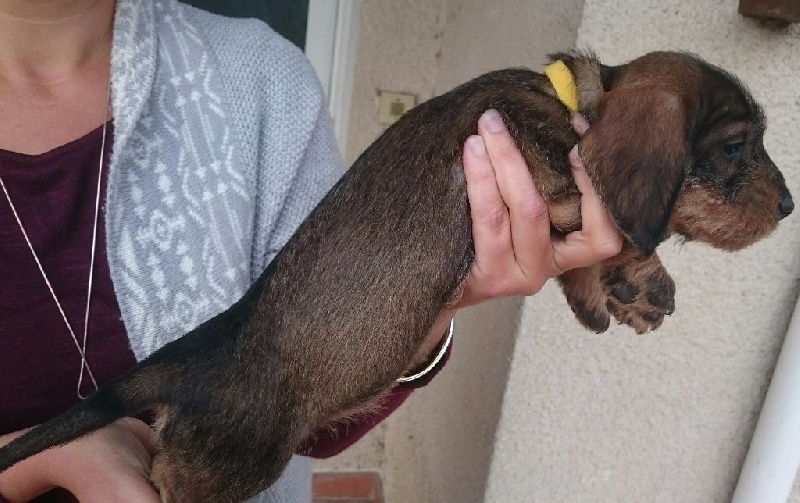 CHIOT