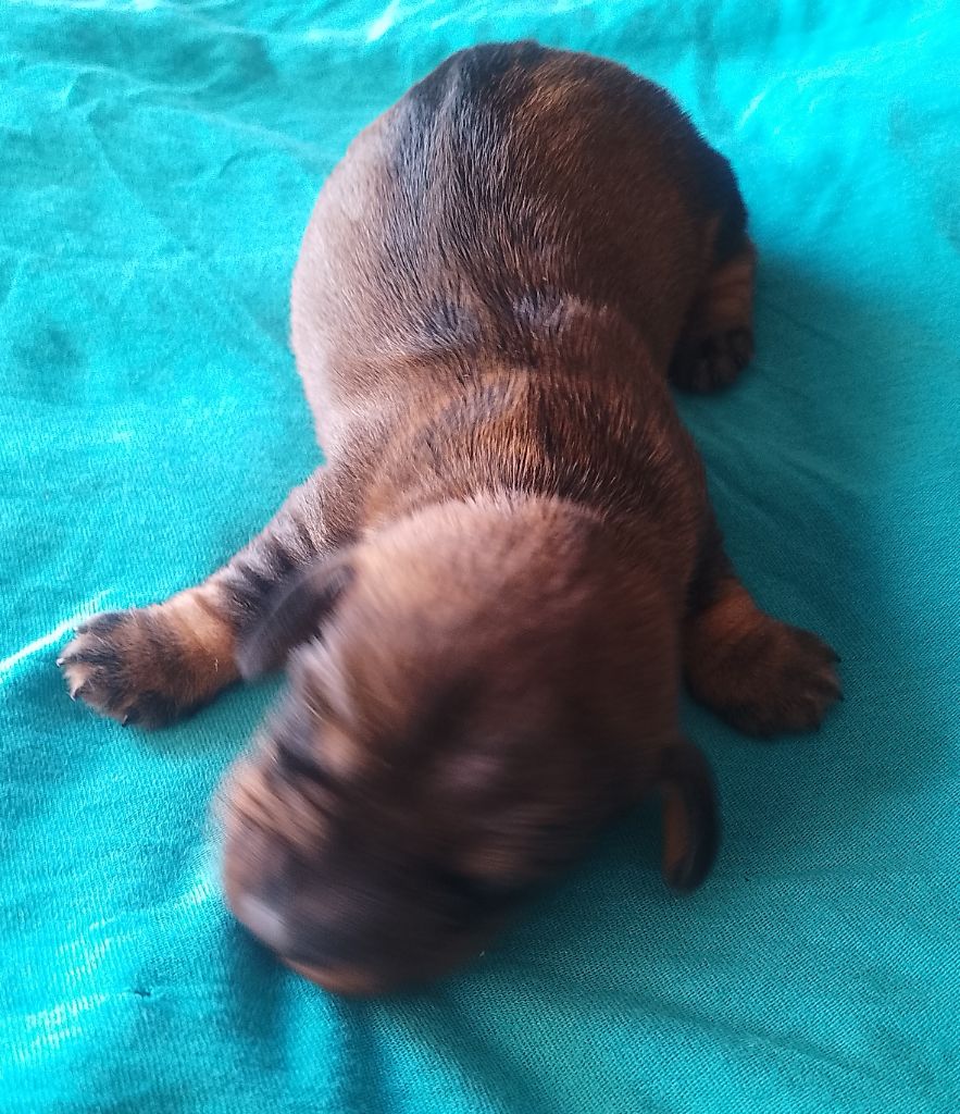 des Petites Pattes du Causse - Chiots disponibles - Teckel poil dur
