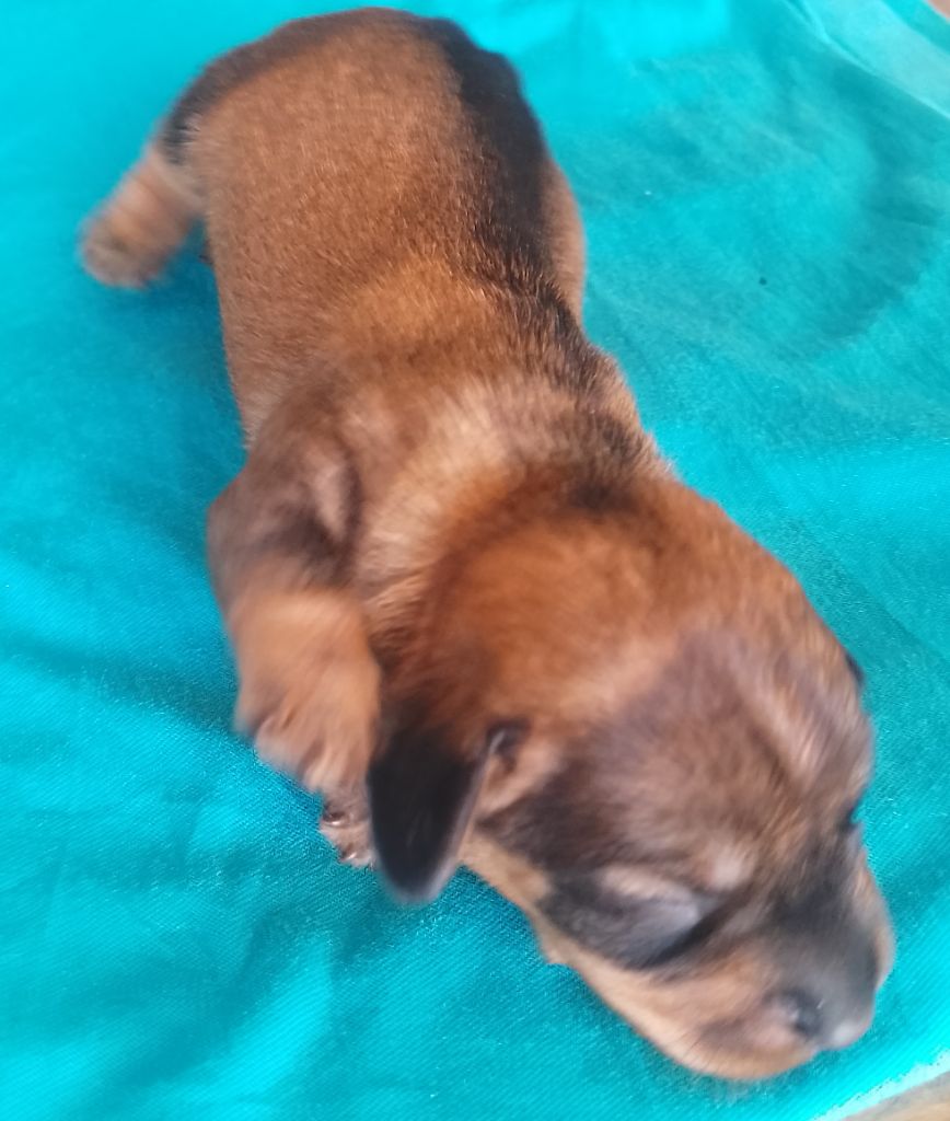 des Petites Pattes du Causse - Chiots disponibles - Teckel poil dur