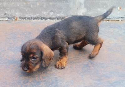 Chiot N°2