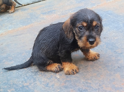 Chiot N°5