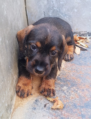 Chiot N°6