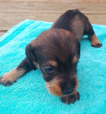 CHIOT 3