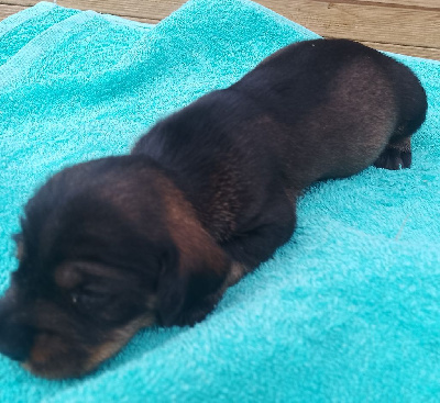 CHIOT 4