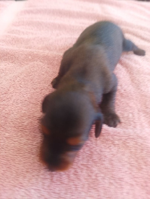 CHIOT 5