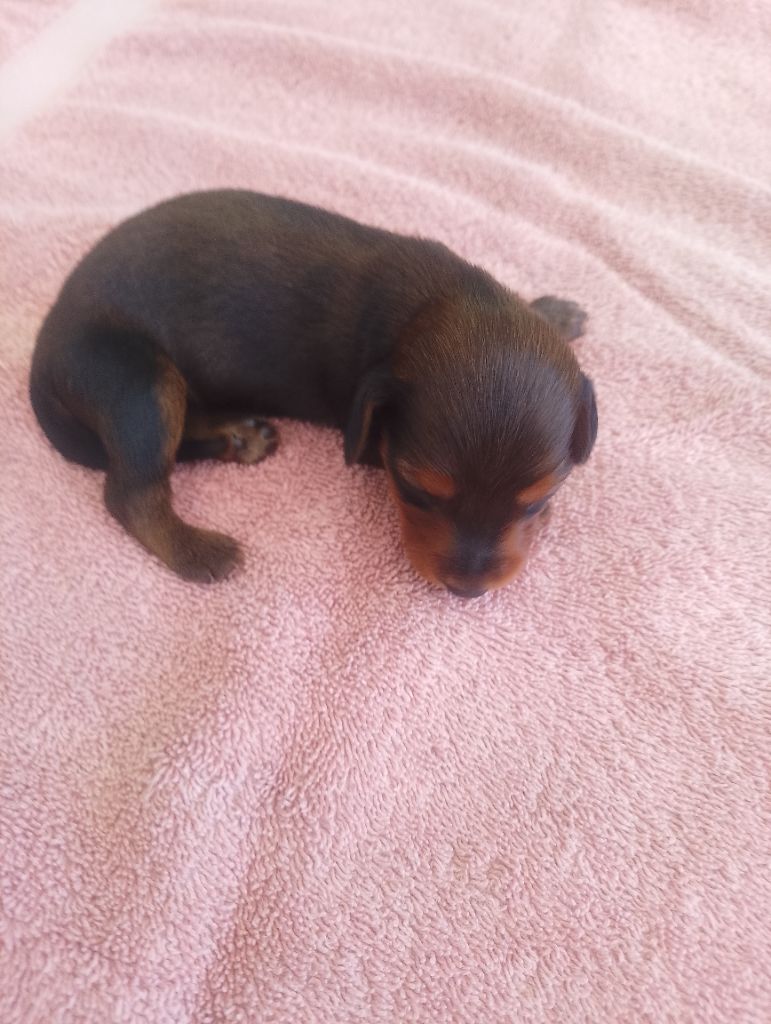 des Petites Pattes du Causse - Chiots disponibles - Teckel poil long