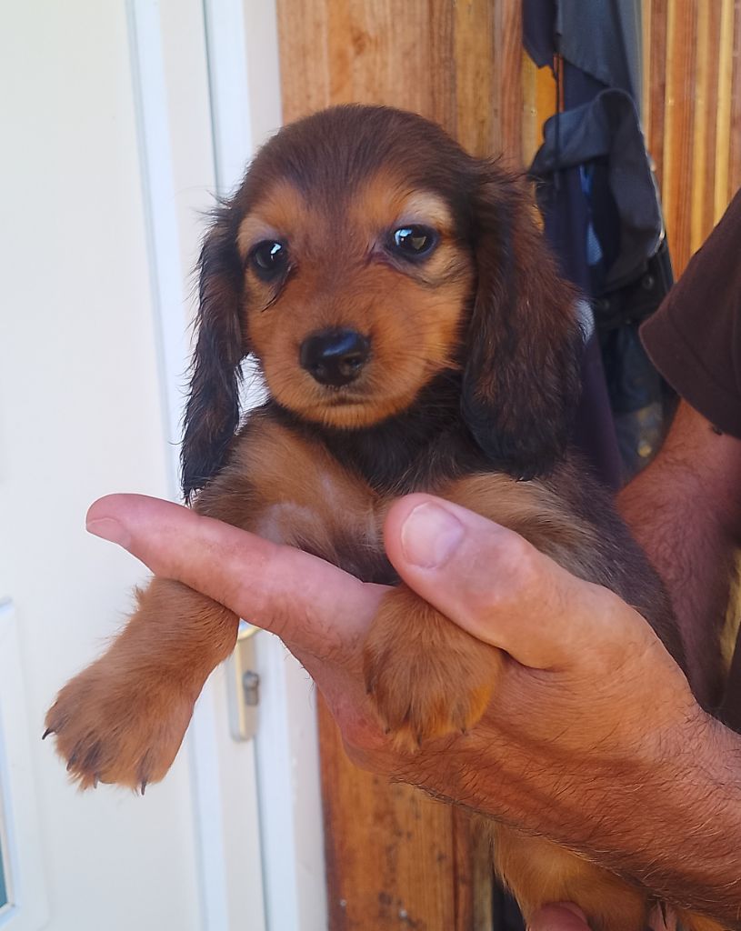 des Petites Pattes du Causse - Chiots disponibles - Teckel poil long
