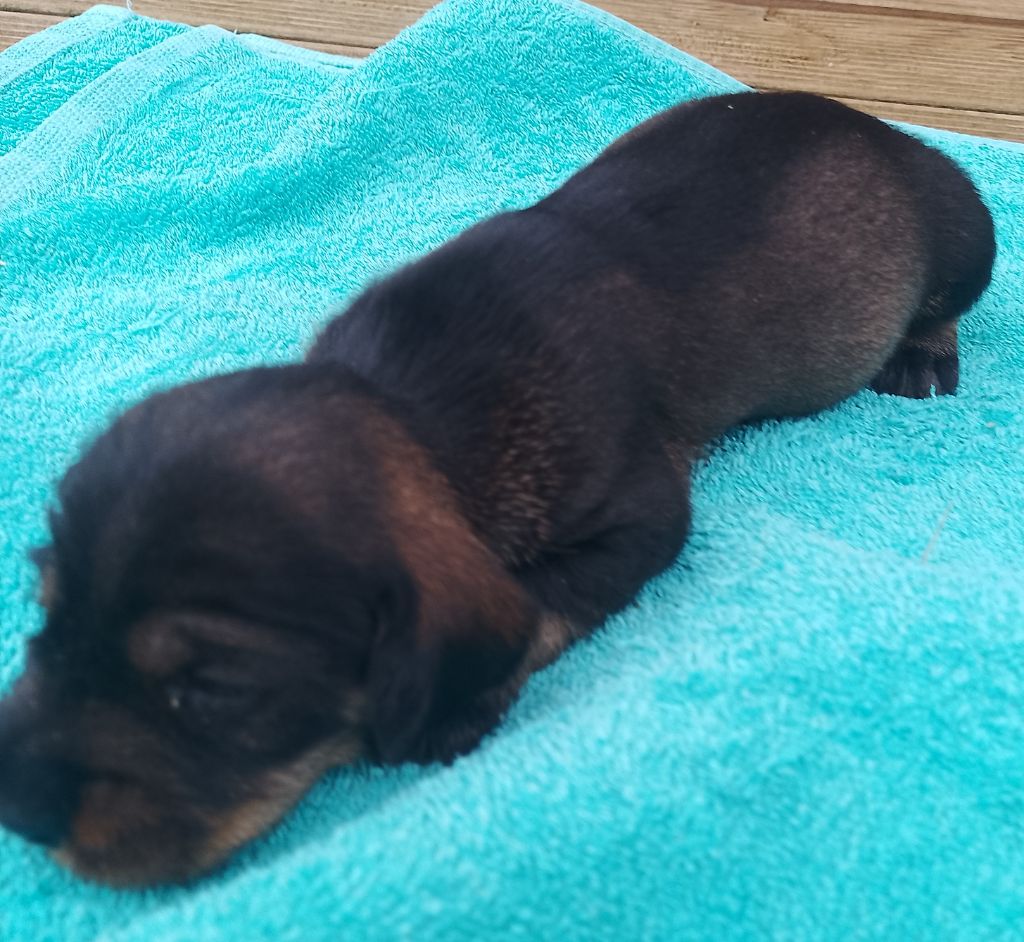 des Petites Pattes du Causse - Chiots disponibles - Teckel poil dur
