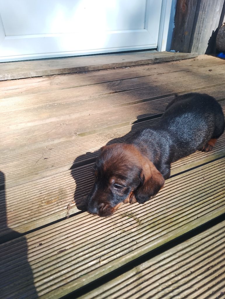 des Petites Pattes du Causse - Teckel poil dur - Portée née le 10/08/2025