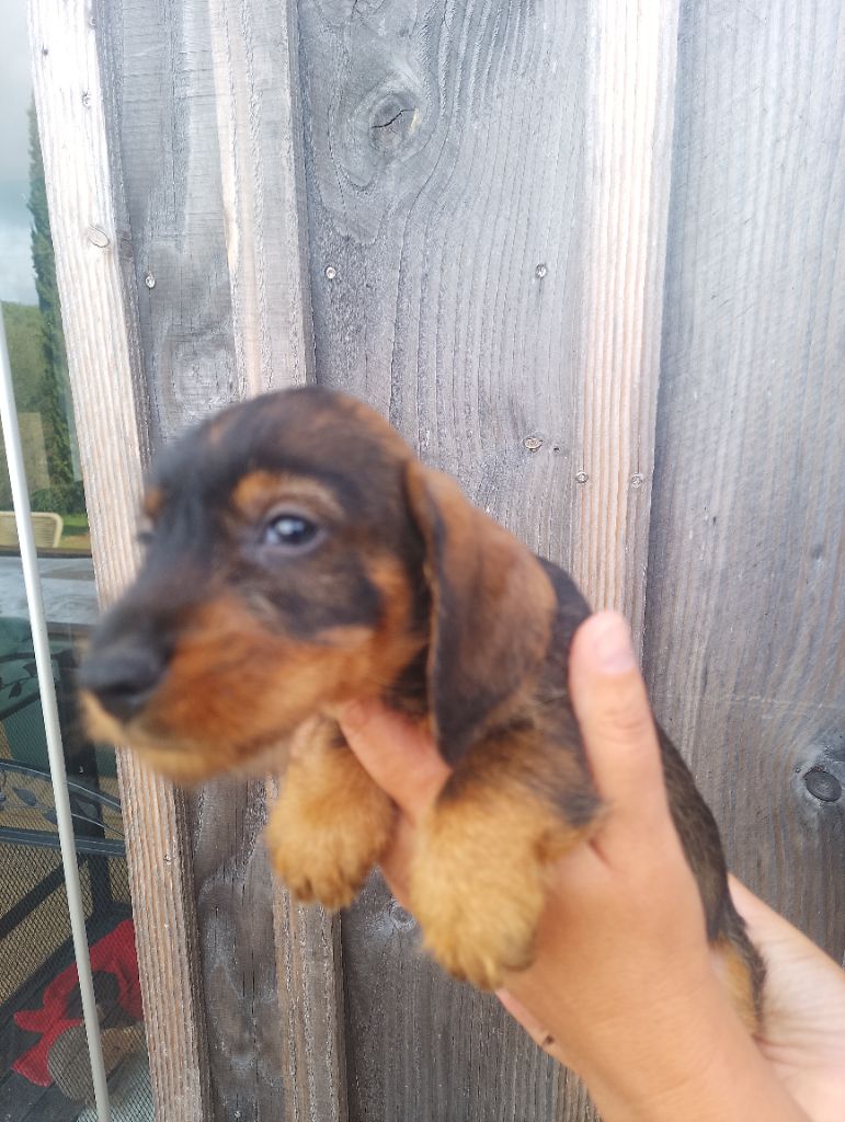 des Petites Pattes du Causse - Chiots disponibles - Teckel poil dur