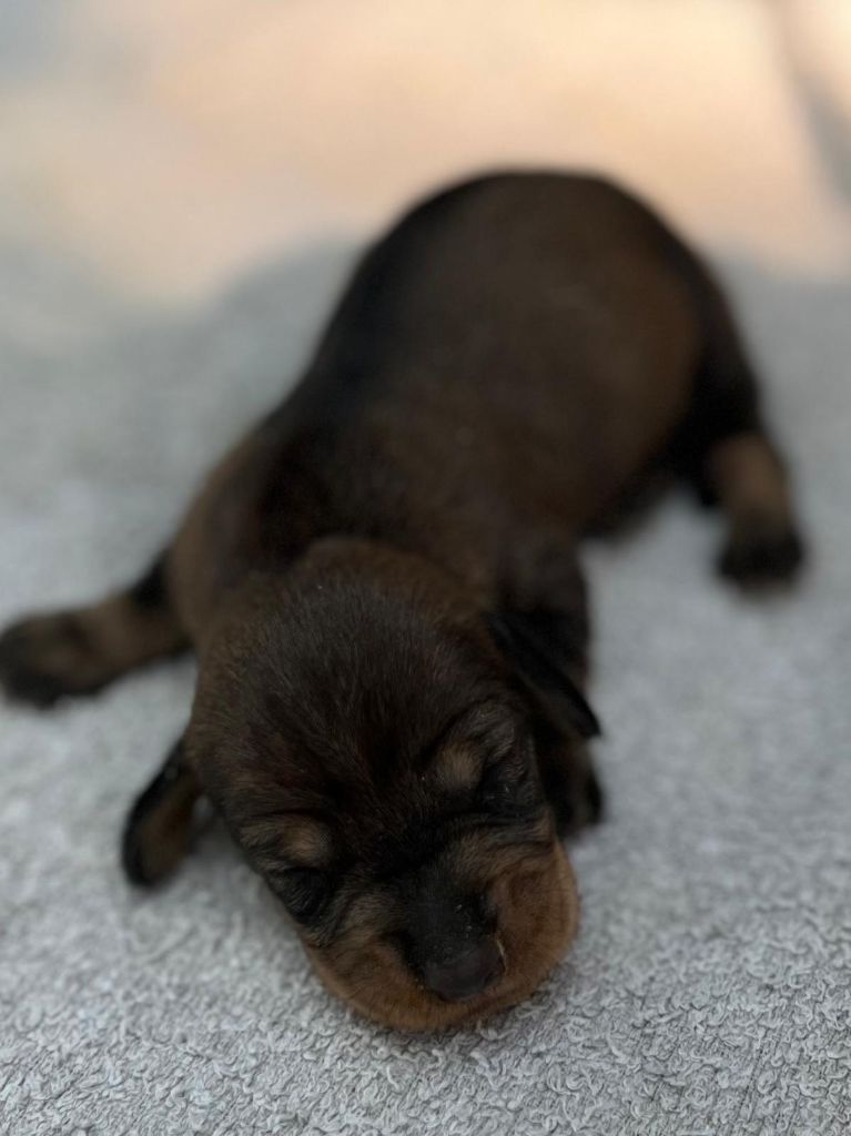 des Petites Pattes du Causse - Chiots disponibles - Teckel poil dur