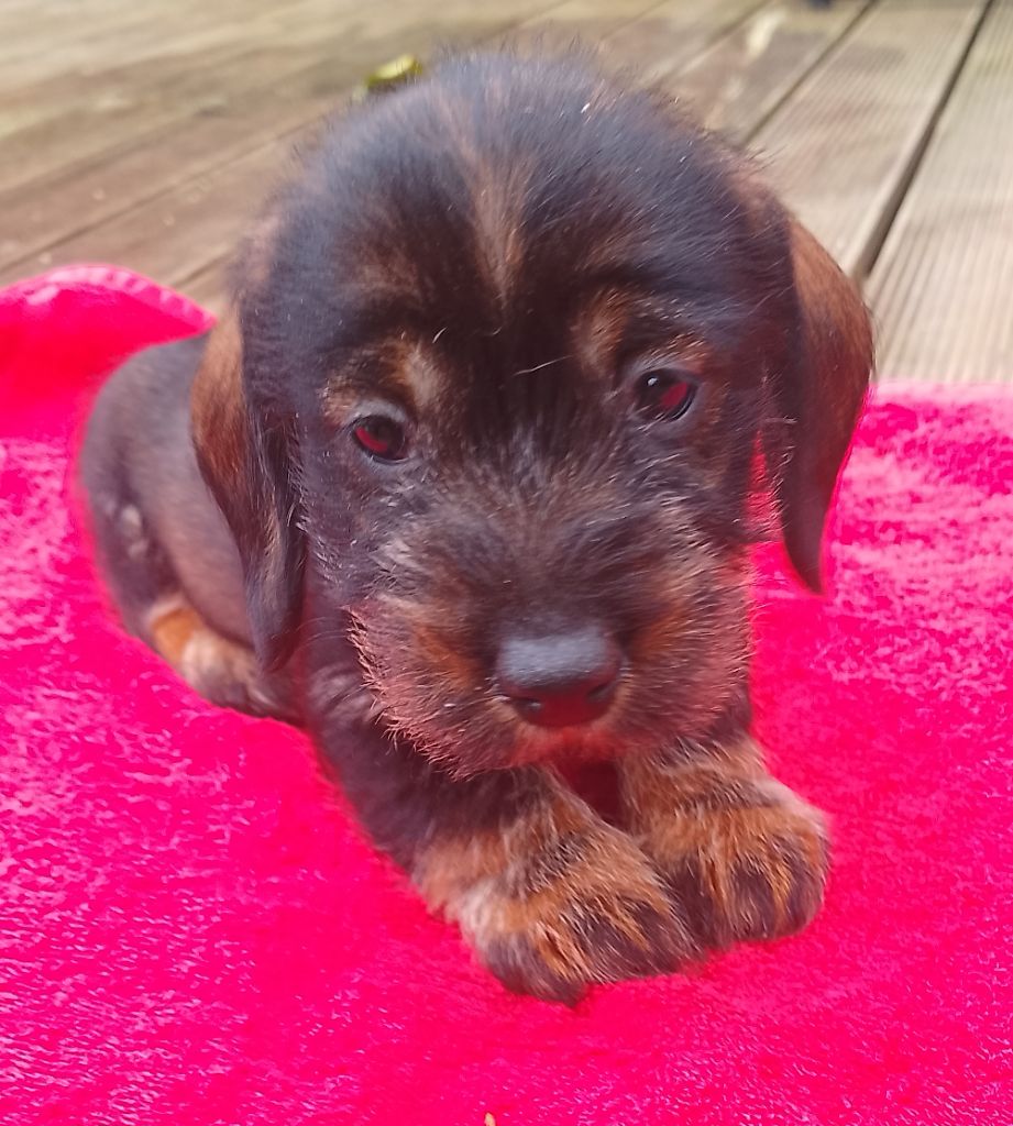 des Petites Pattes du Causse - Chiots disponibles - Teckel poil dur