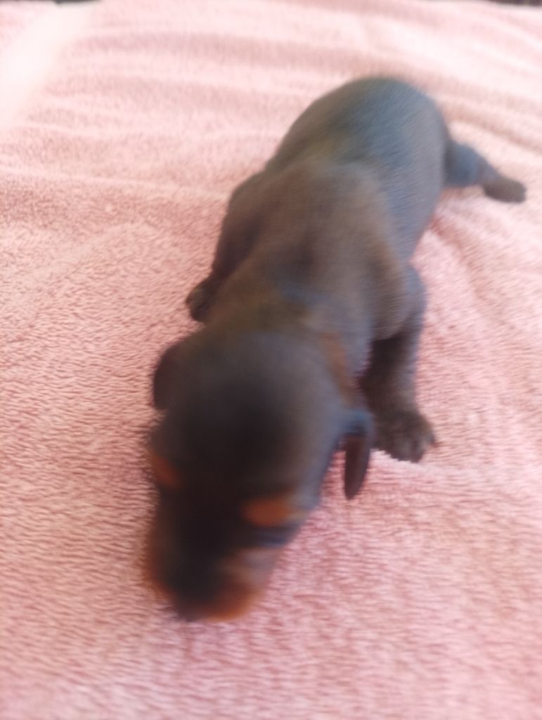 des Petites Pattes du Causse - Chiots disponibles - Teckel poil long