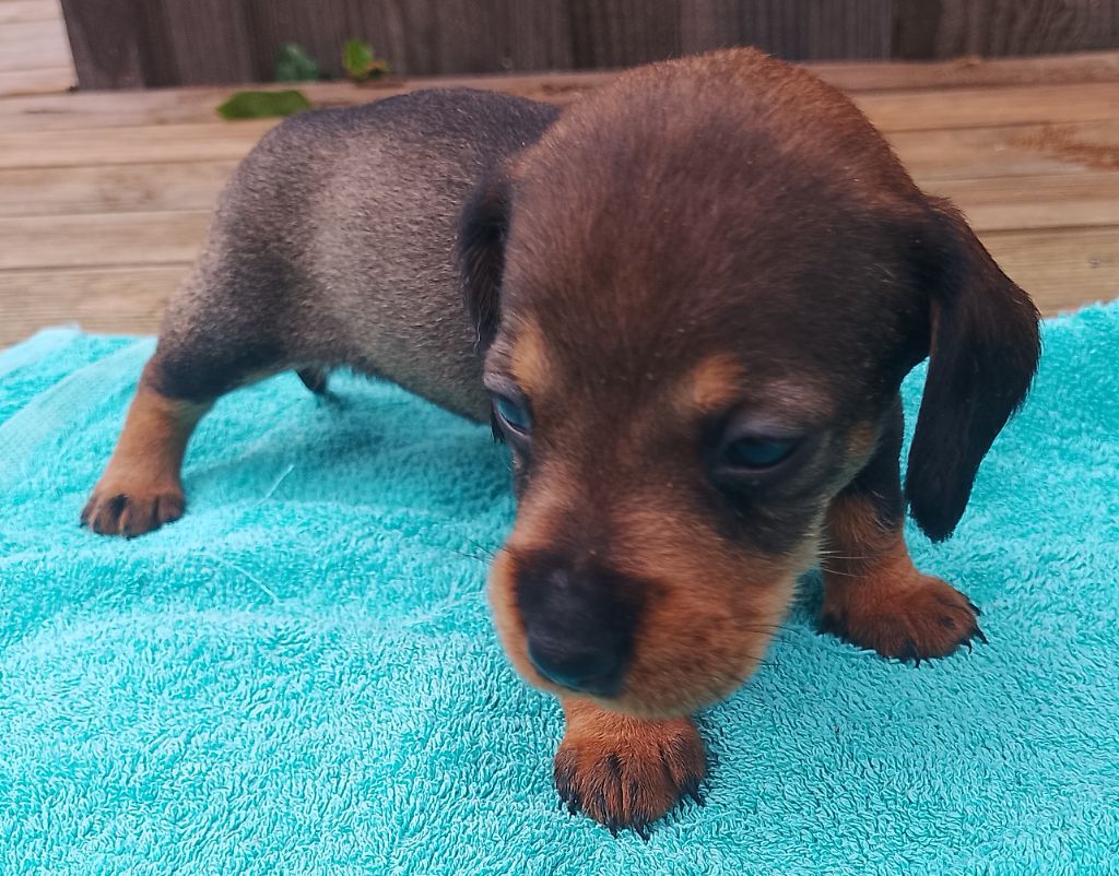 des Petites Pattes du Causse - Chiots disponibles - Teckel poil dur