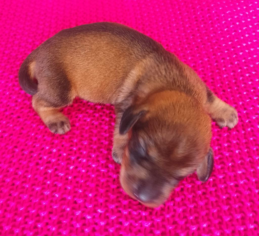 des Petites Pattes du Causse - Chiots disponibles - Teckel poil dur